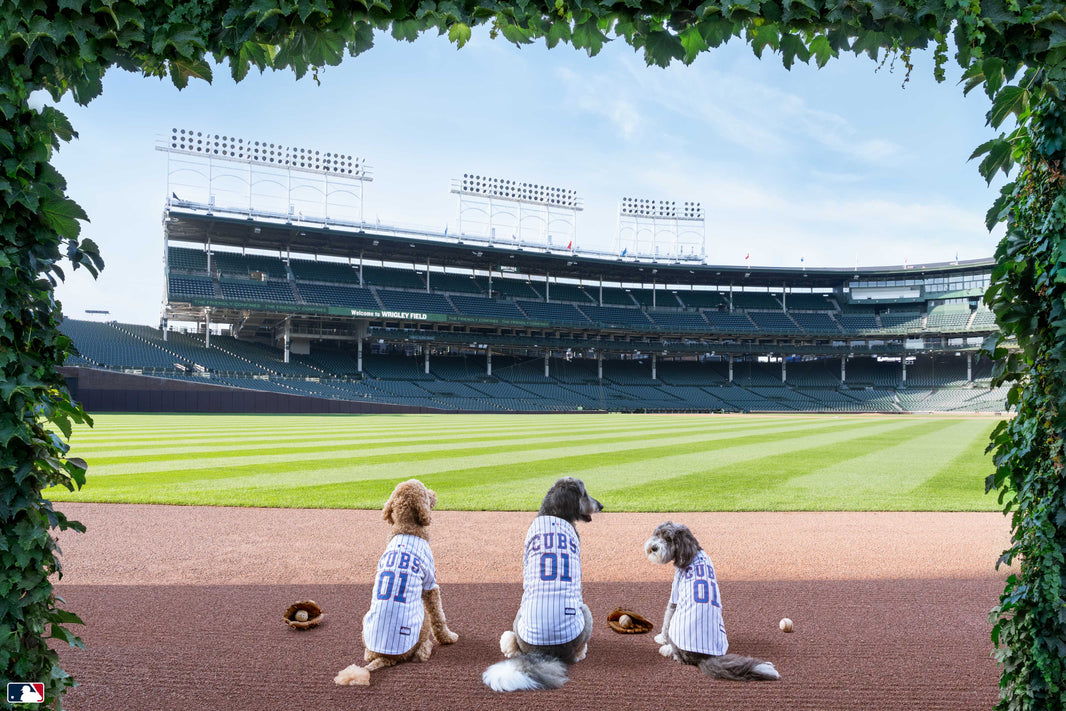 The Outfielders, Wrigley Field, Chicago