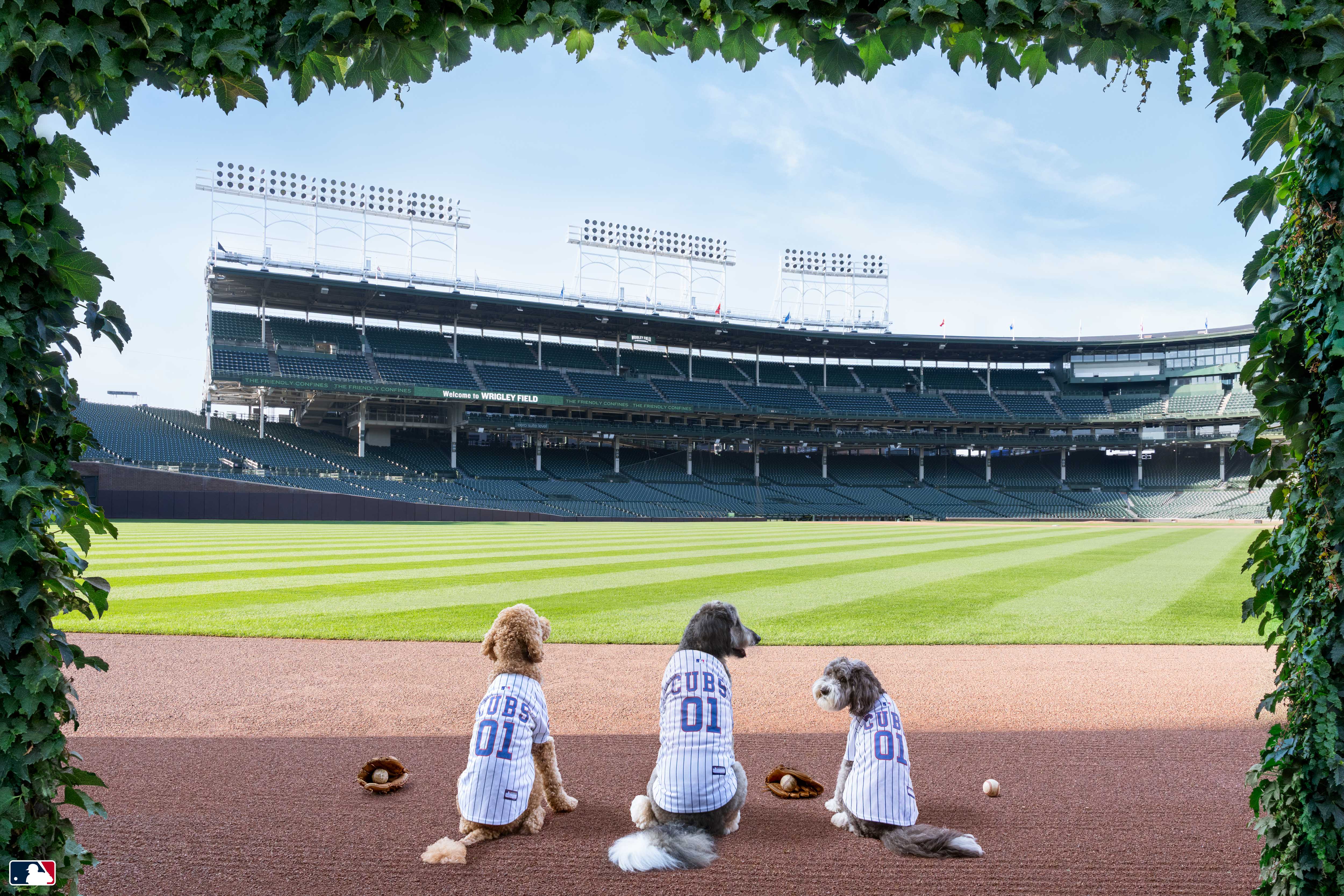 The Outfielders, Wrigley Field, Chicago