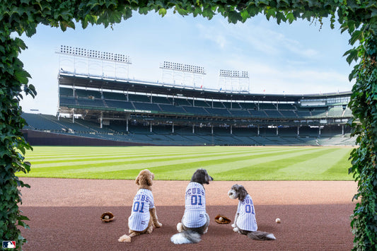 The Outfielders, Wrigley Field, Chicago