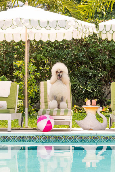 The Poodle, The Colony Hotel – Gray Malin