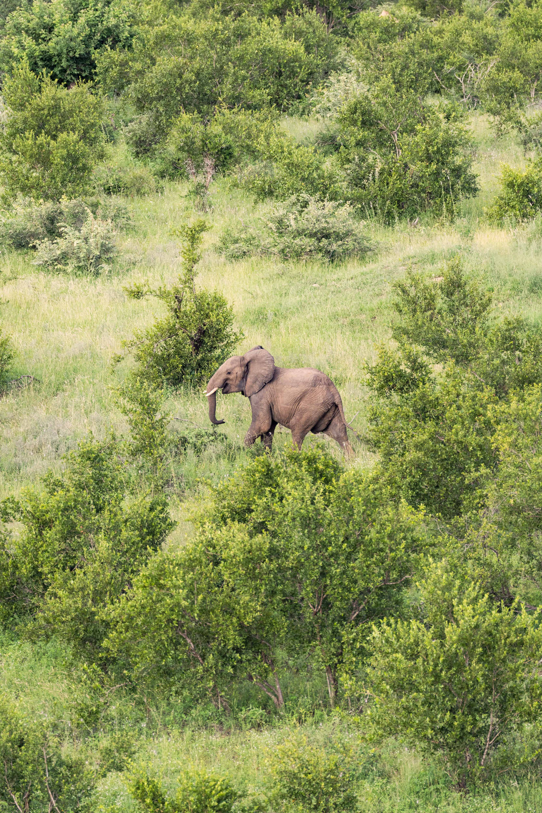 The Roaming Elephant, South Africa by Gray Malin