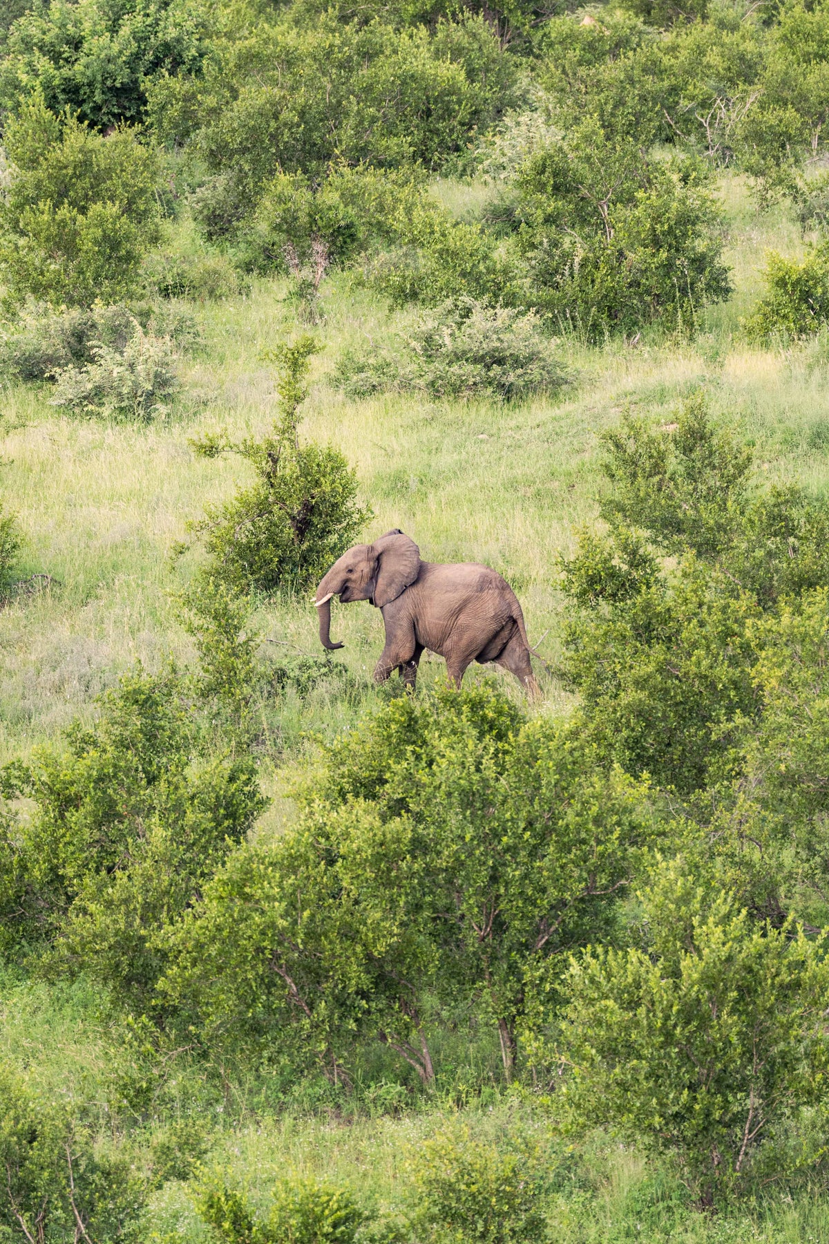 The Roaming Elephant, South Africa