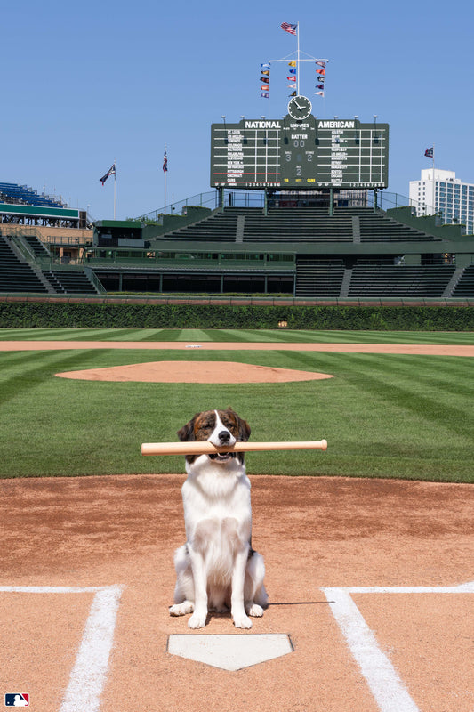 The Slugger, Wrigley Field, Chicago