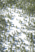 The Snowy Forest Vertical, Yellowstone National Park