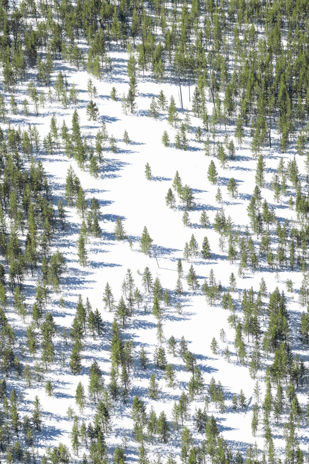 The Snowy Forest Vertical, Yellowstone National Park