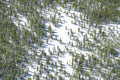 The Snowy Forest, Yellowstone National Park