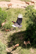 The Southern Ground Hornbill, South Africa