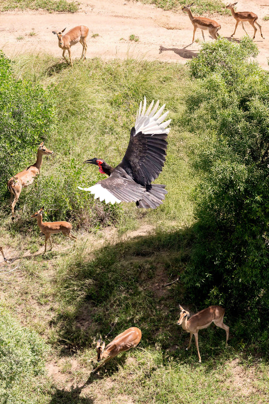 The Southern Ground Hornbill, South Africa