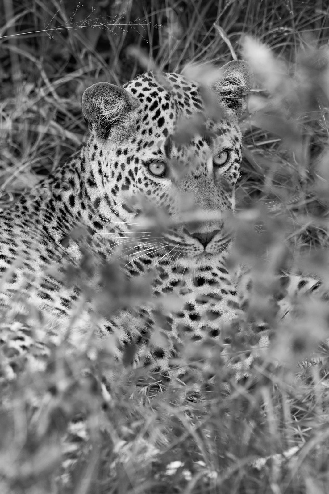 The Spotted Leopard, South Africa by Gray Malin