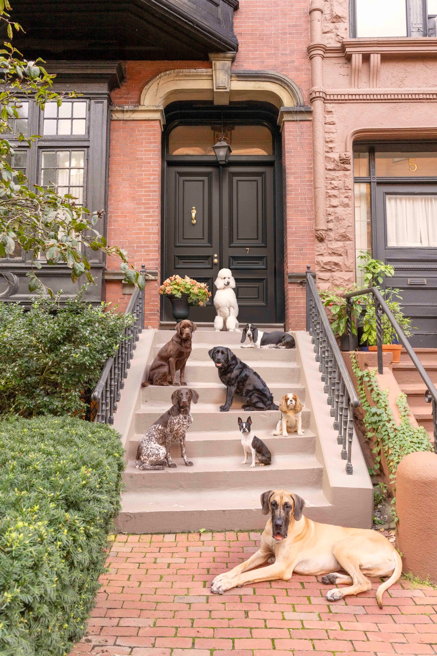 The Stoop, Beacon Hill, Boston