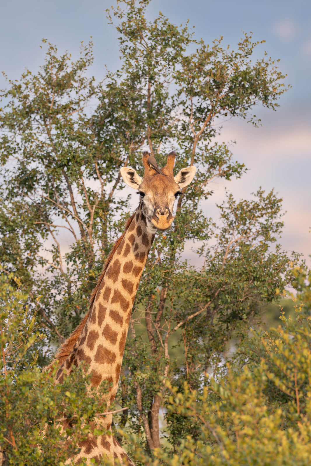 The Sunrise Giraffe, South Africa by Gray Malin