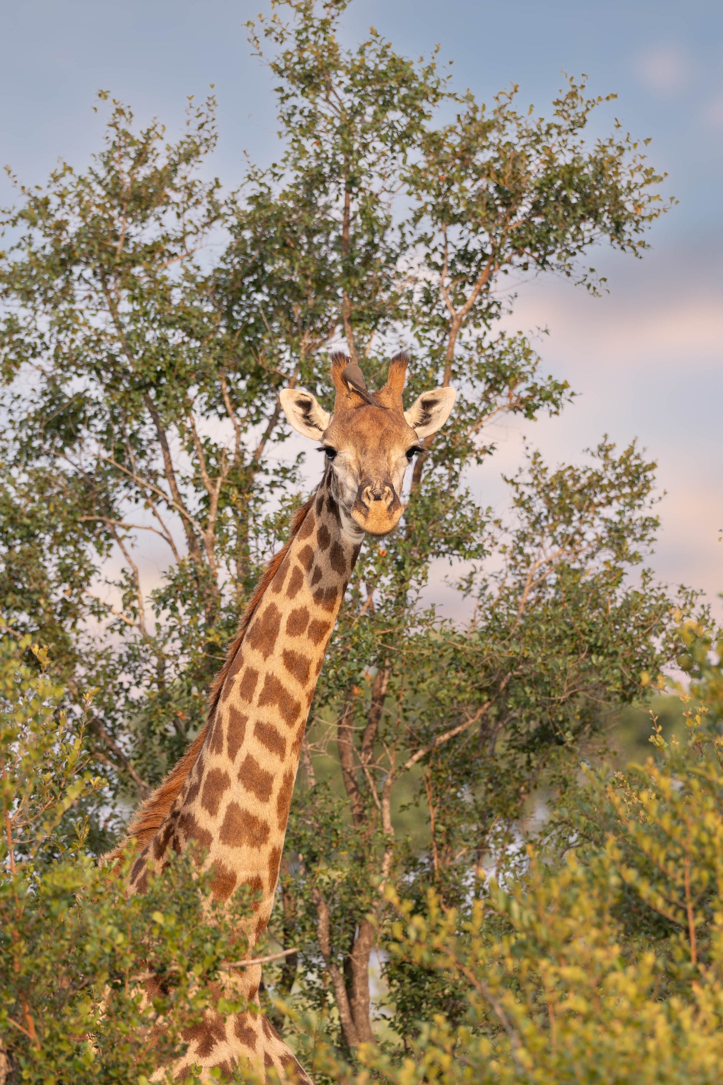 The Sunrise Giraffe, South Africa