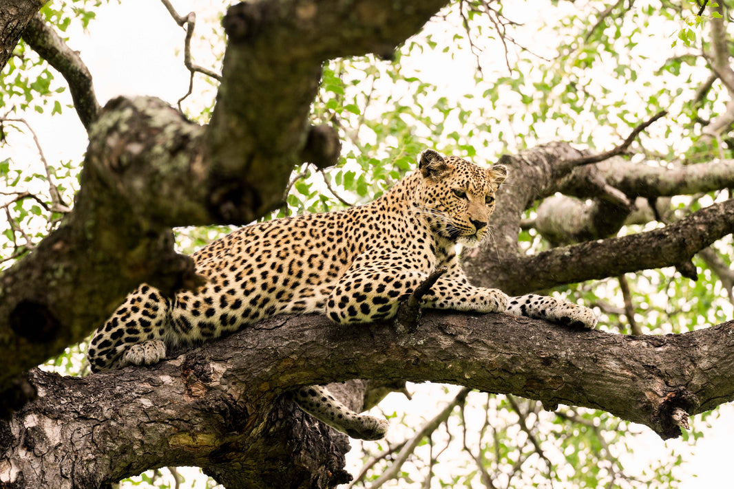 The Tree Leopard, South Africa by Gray Malin