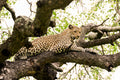 The Tree Leopard, South Africa