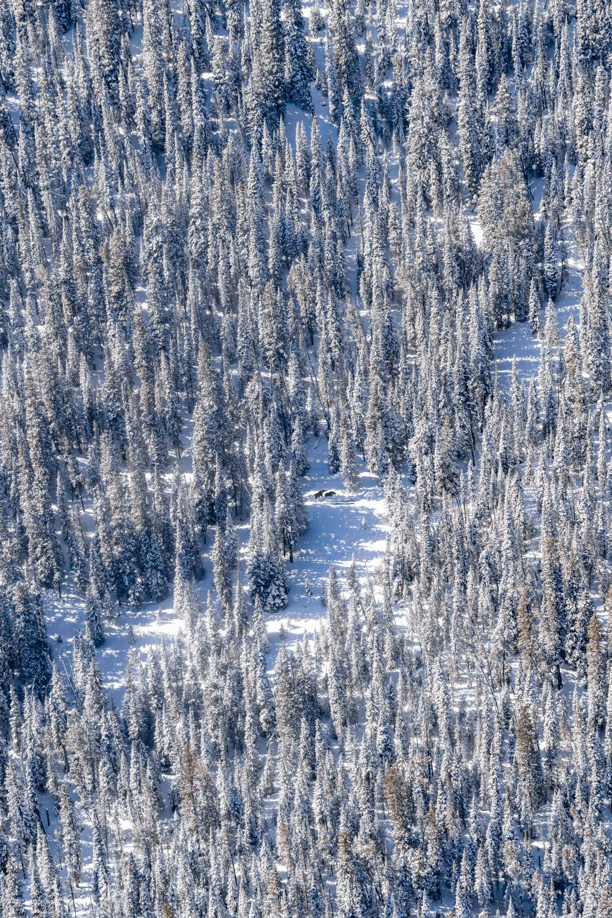 The Two Moose, Yellowstone National Park