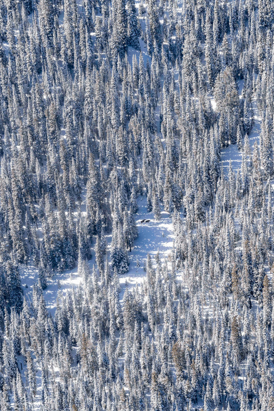 Product image for The Two Moose, Yellowstone National Park