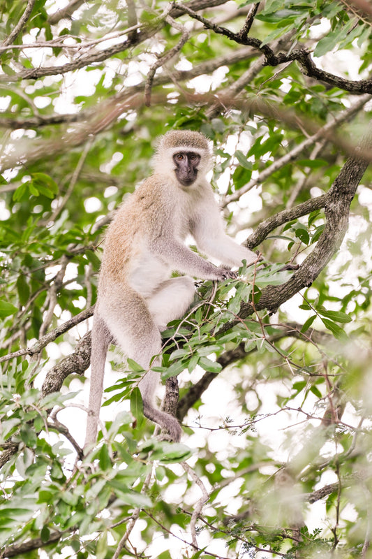 The Vervet Monkey, South Africa
