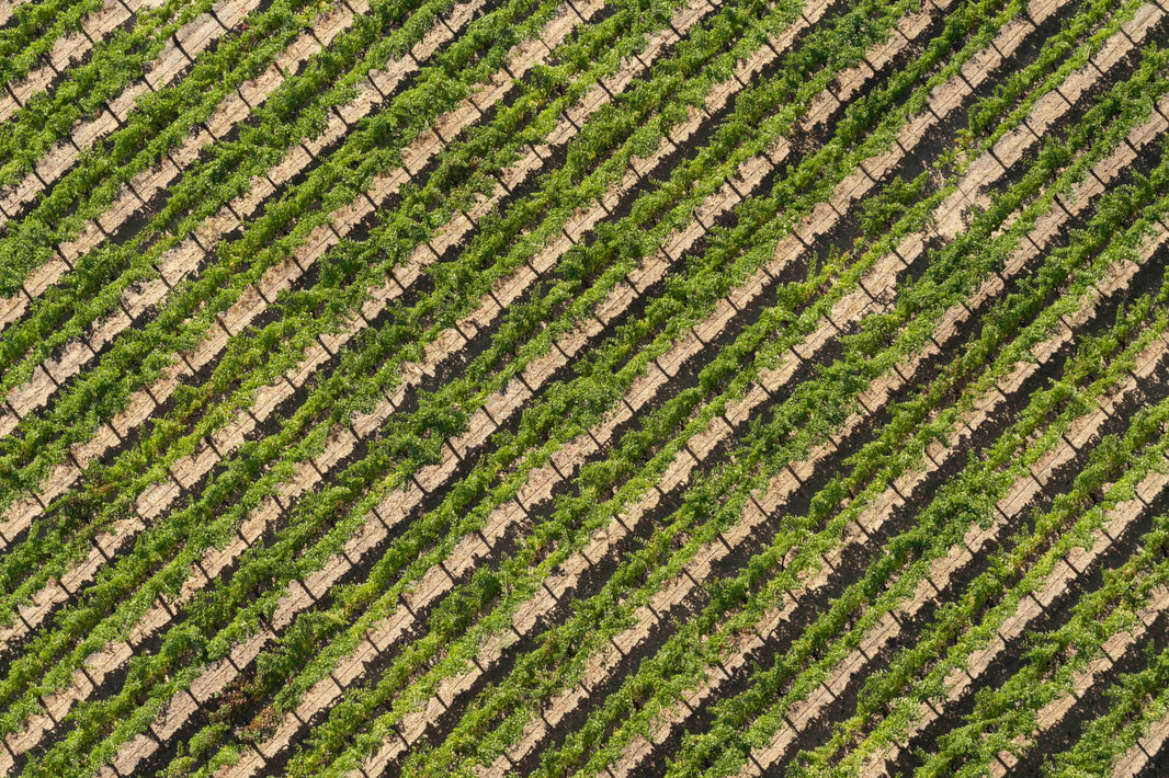 Photography by Gray Malin of The Vineyard, Napa Valley