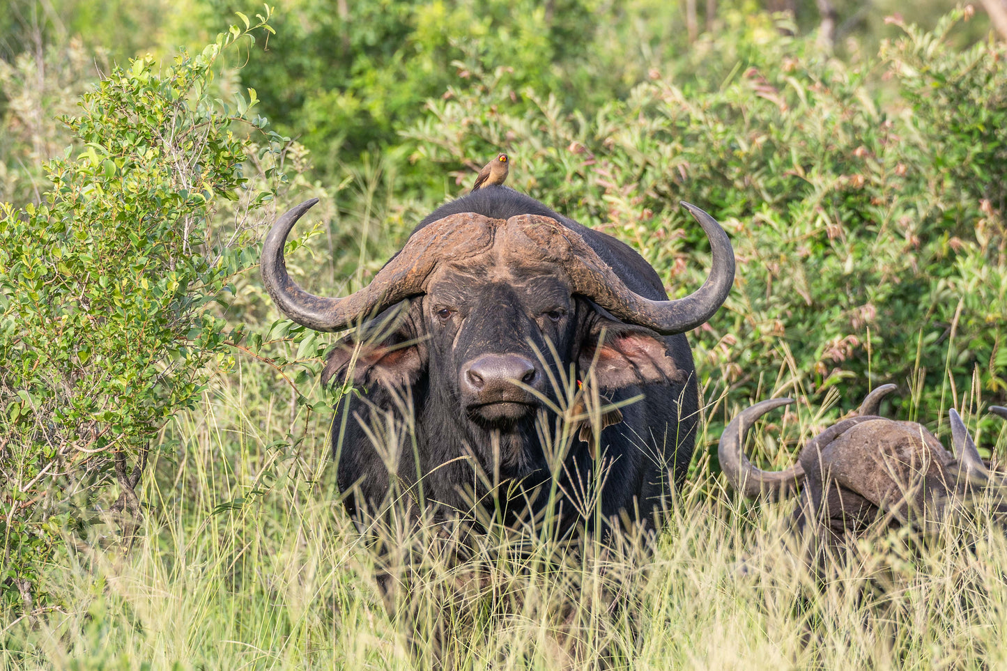 The Water Buffalo, South Africa