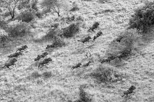 The Wildebeast (Black and White), South Africa