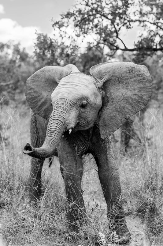 The Young Elephant, South Africa