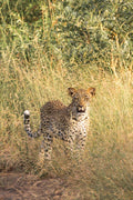 The Young Leopard, South Africa