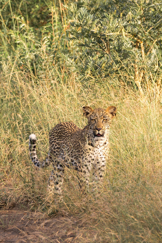 The Young Leopard, South Africa