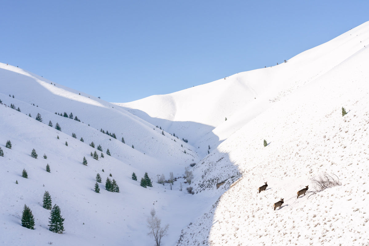 Three Elk, Sun Valley