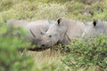 Three Rhinoceros, South Africa