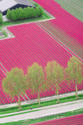 Tulip Farm, Netherlands