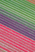 Tulip Fields Diptych, Netherlands