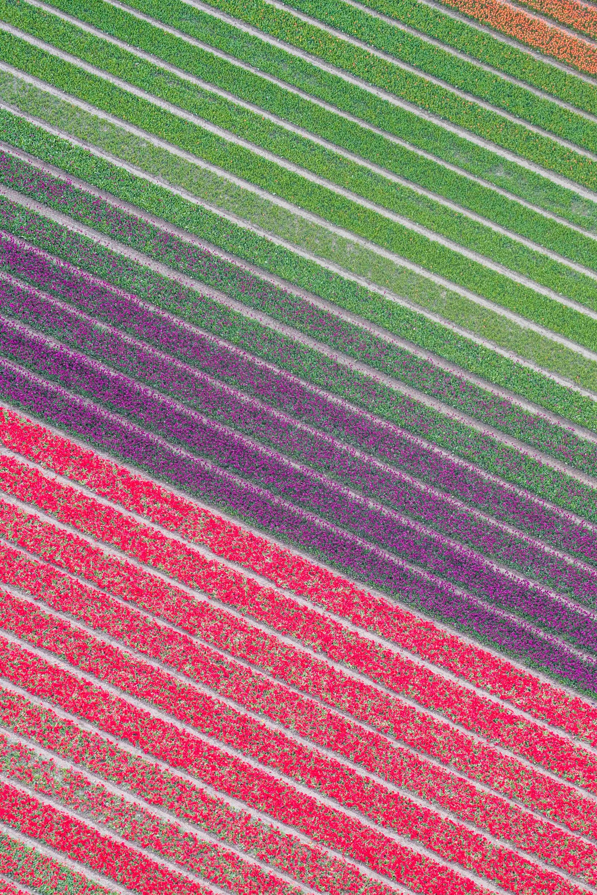Tulip Fields Diptych, Netherlands