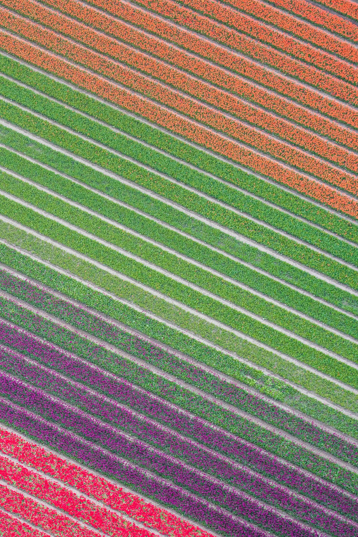 Tulip Fields Diptych, Netherlands