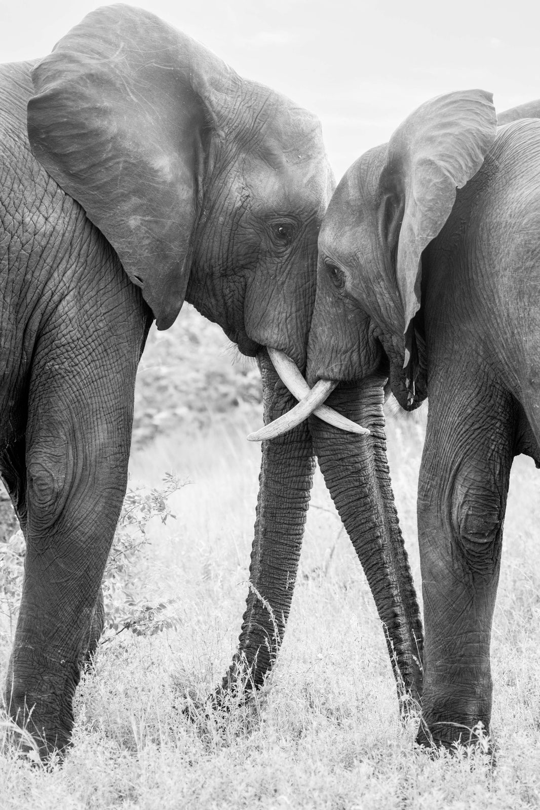 Two Elephants (Black and White), South Africa by Gray Malin