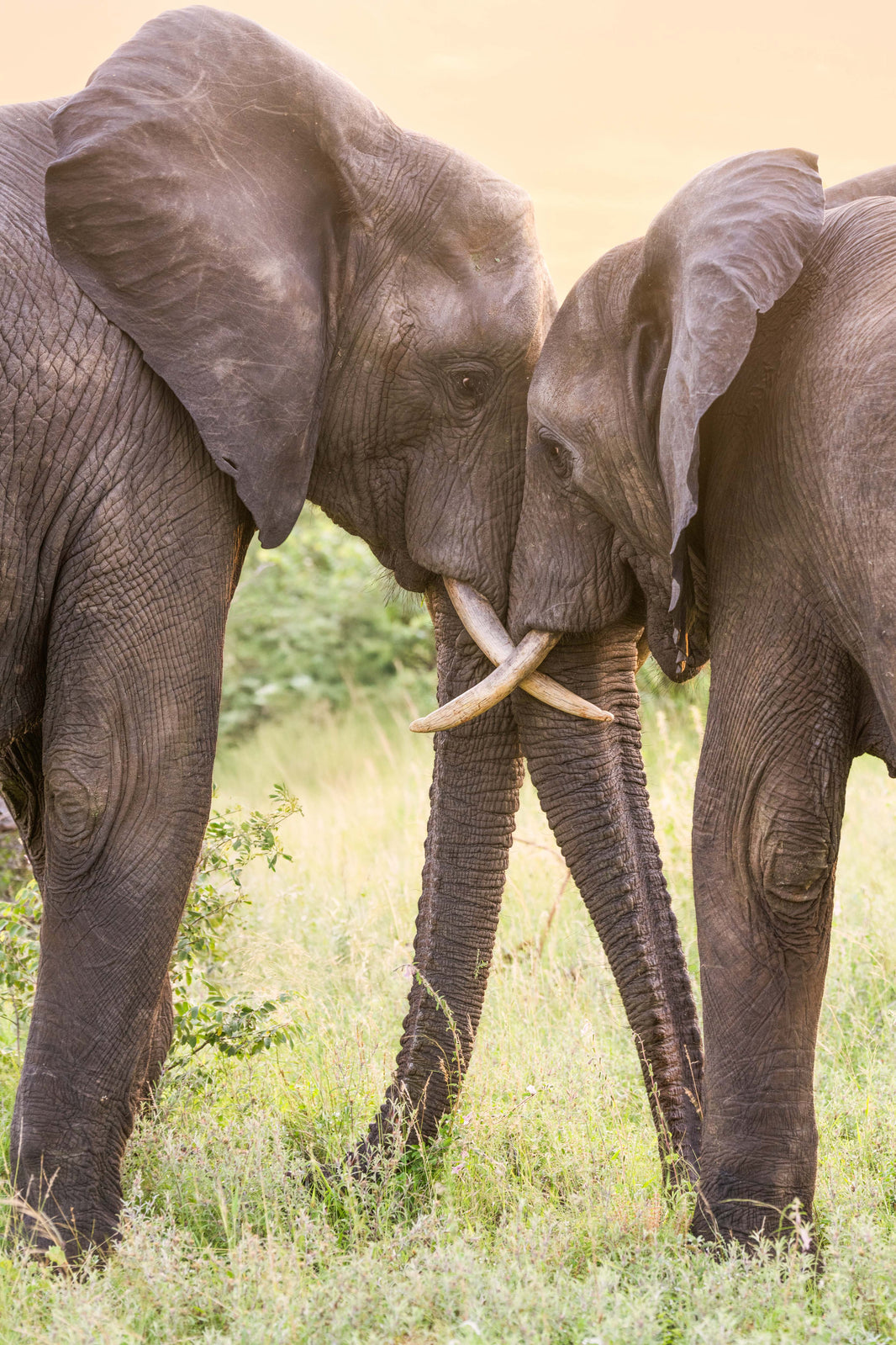 Two Elephants, South Africa by Gray Malin