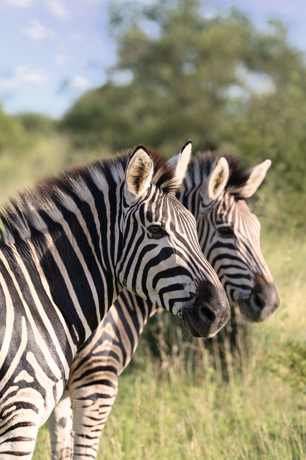 Two Zebra, South Africa by Gray Malin