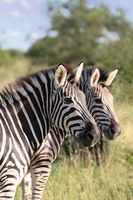 Two Zebra, South Africa