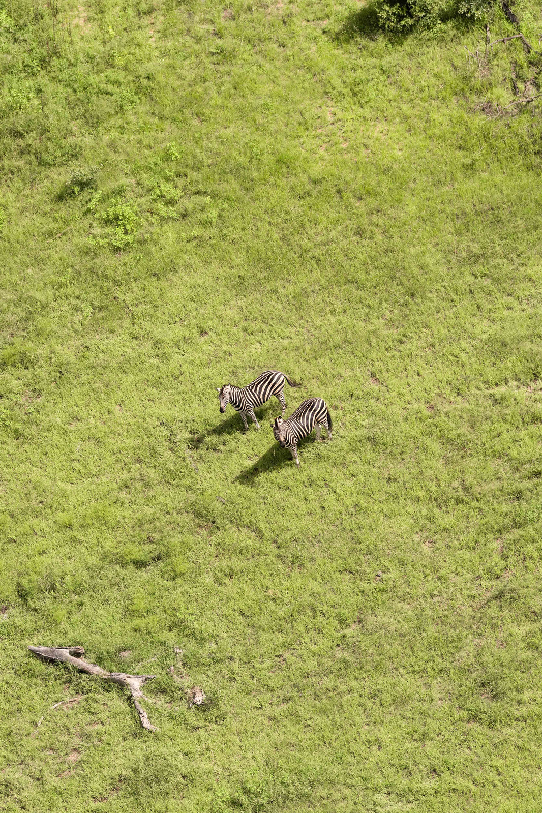 Two Zebra in the Bush, South Africa by Gray Malin