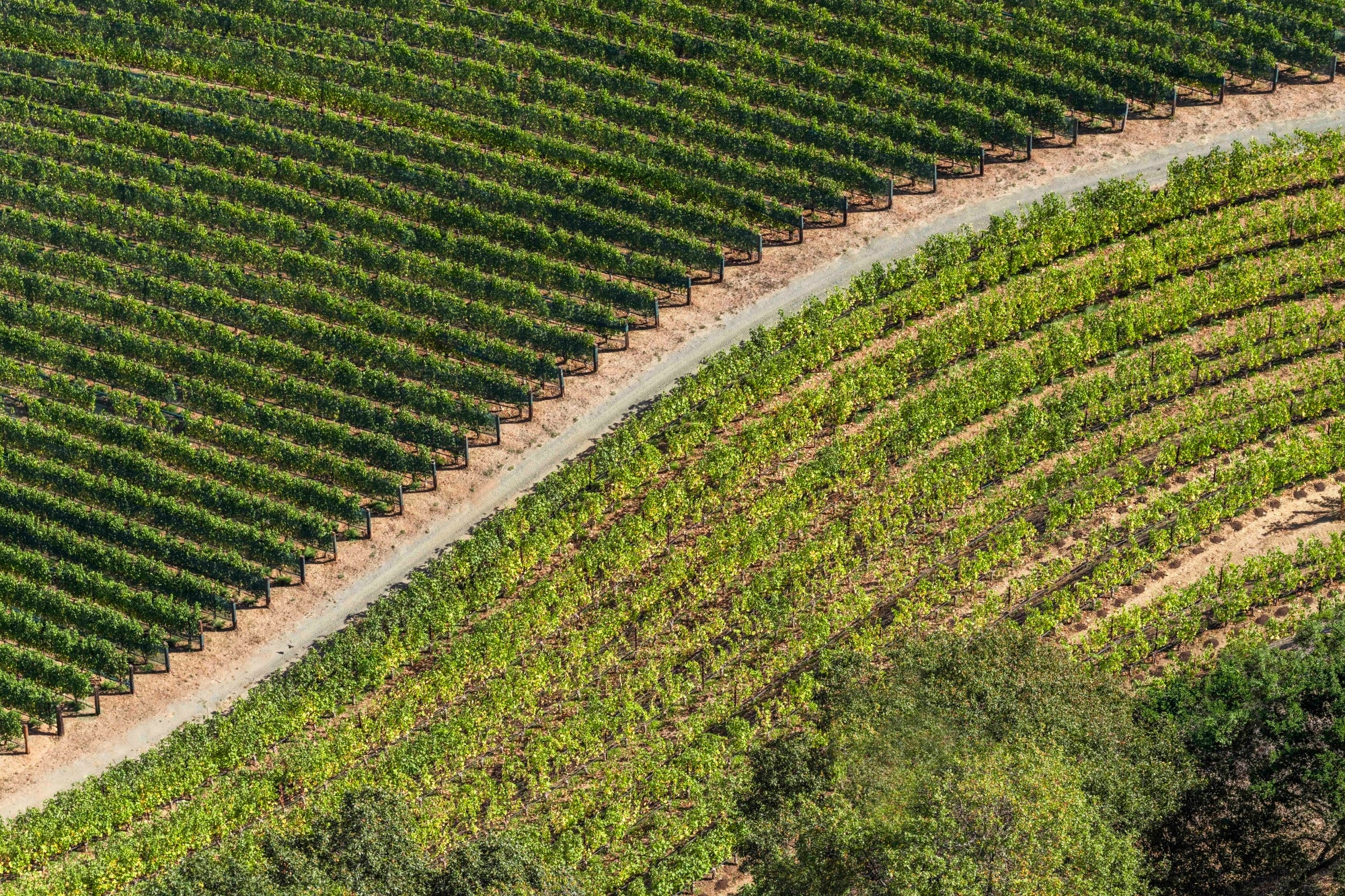 Hillside Vines, Napa Valley