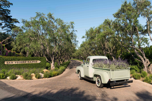 Product image for Vintage Arrival, San Ysidro Ranch