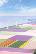 Windmills, Dutch Tulip Fields, Netherlands