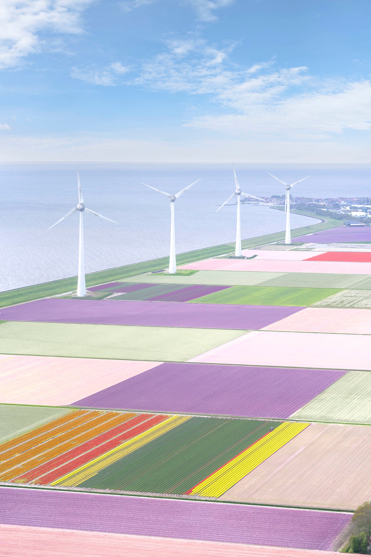 Windmills, Dutch Tulip Fields, Netherlands