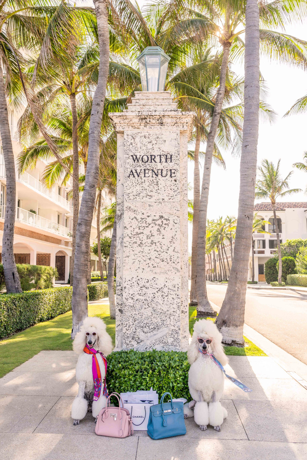Photography by Gray Malin of Worth Avenue Poodles, Palm Beach