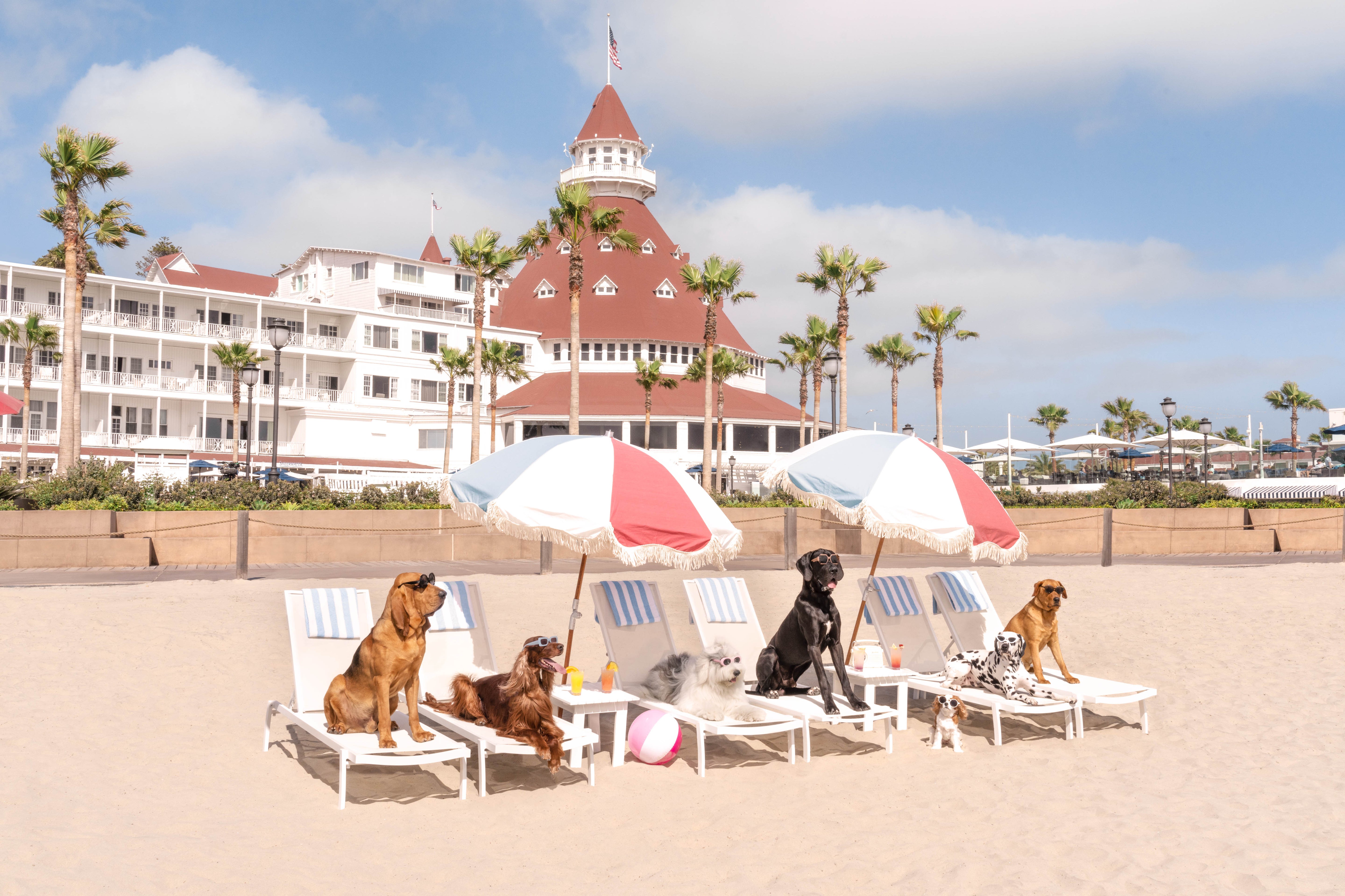 Dogs at the Del, Hotel del Coronado, Small White Frame, Final Sale