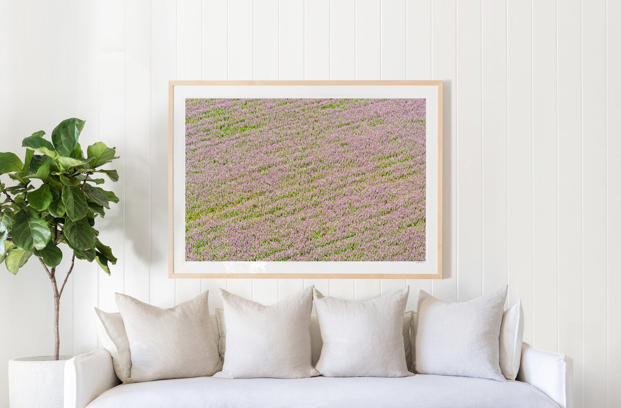 Fields of Lavender, Provence