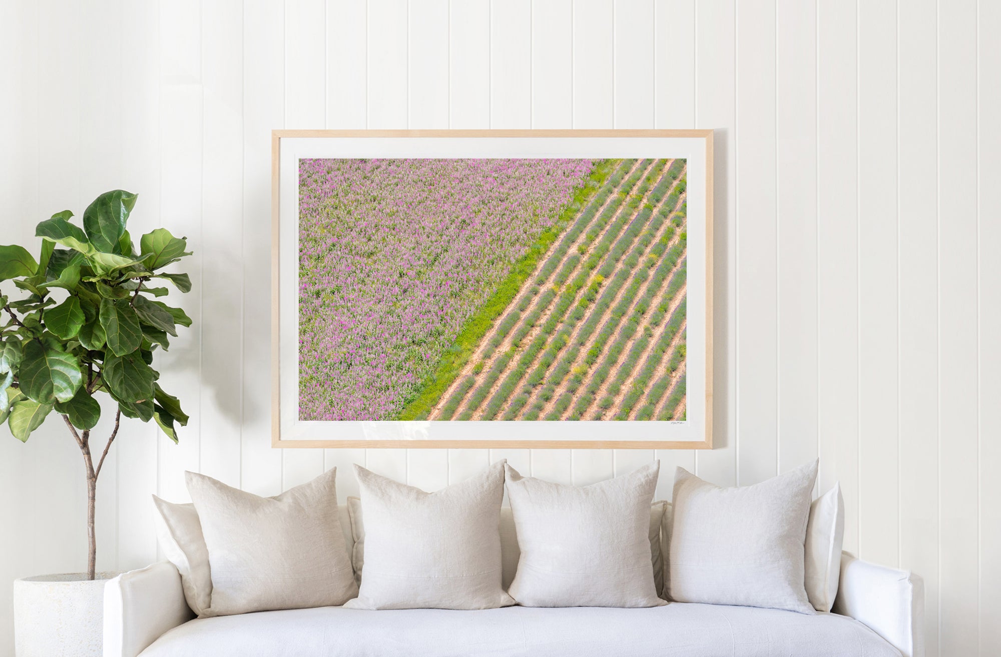 Lavender Landscape, Provence