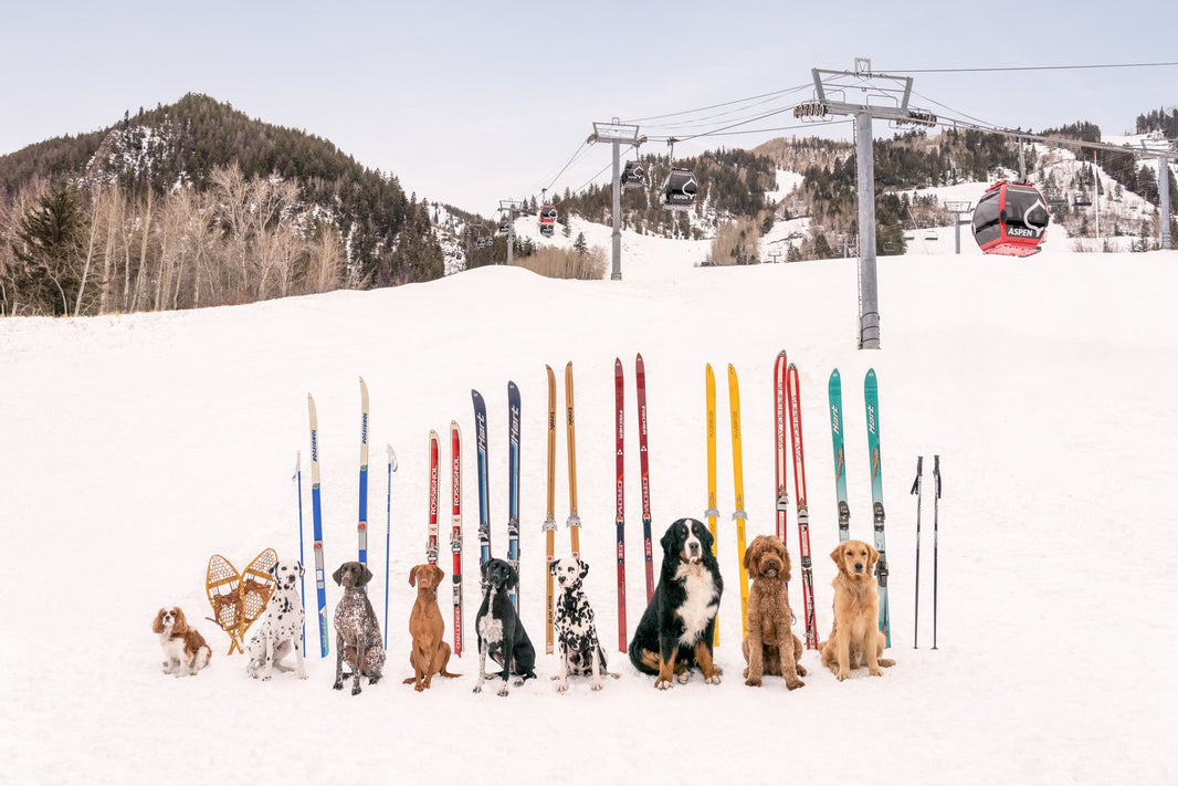 Photography by Gray Malin of Ski School Pups, Aspen