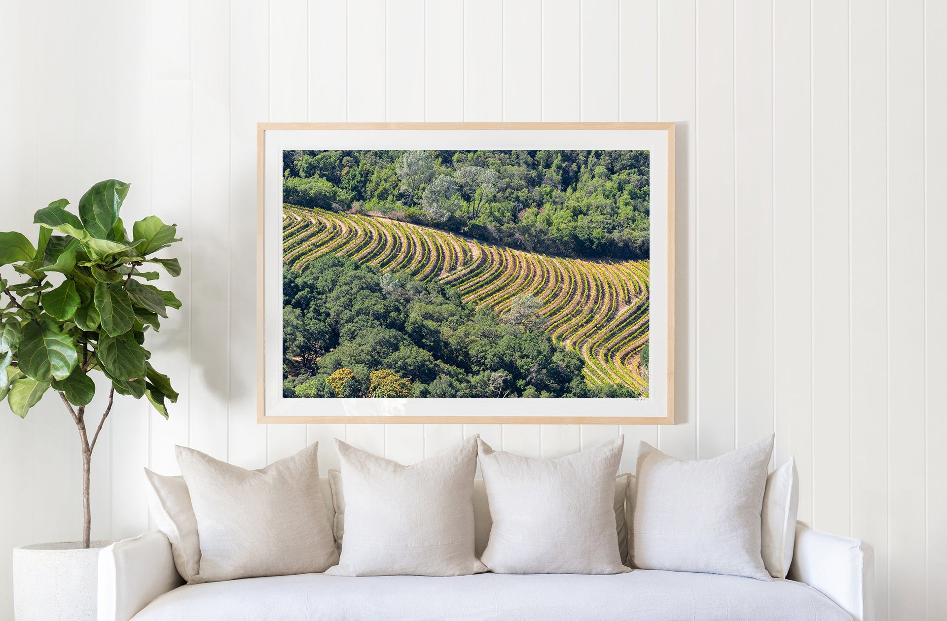 Sloping Vineyard, Napa Valley