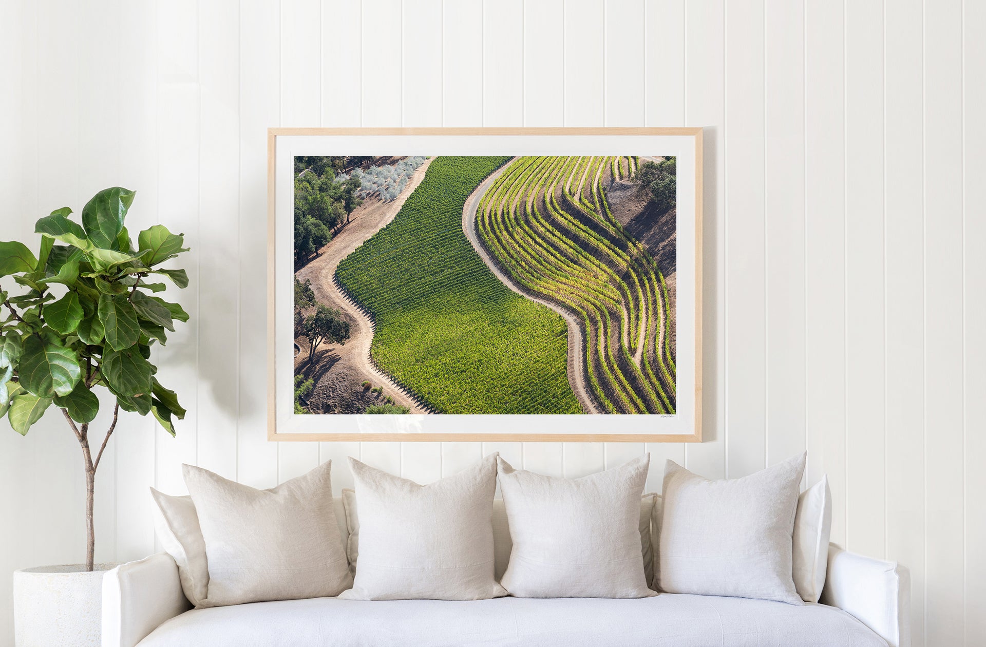 Terraced Vineyards, Napa Valley