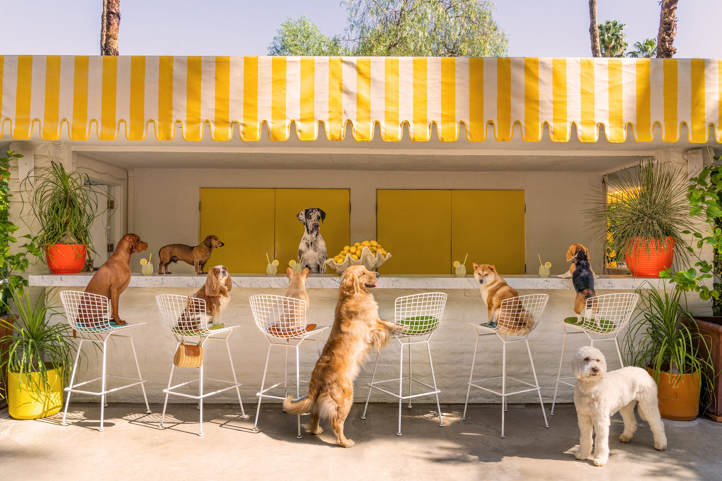 The Lemonade Stand, Parker Palm Springs, Small White Frame, Final Sale